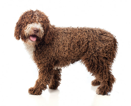 goldendoodle