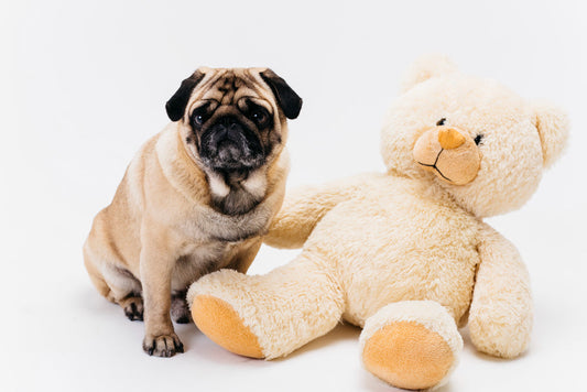 es bueno darle peluches a los perros