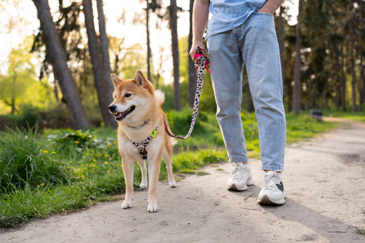 accesorios y juguetes para perros