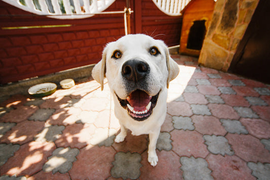 labrador golden retriever
