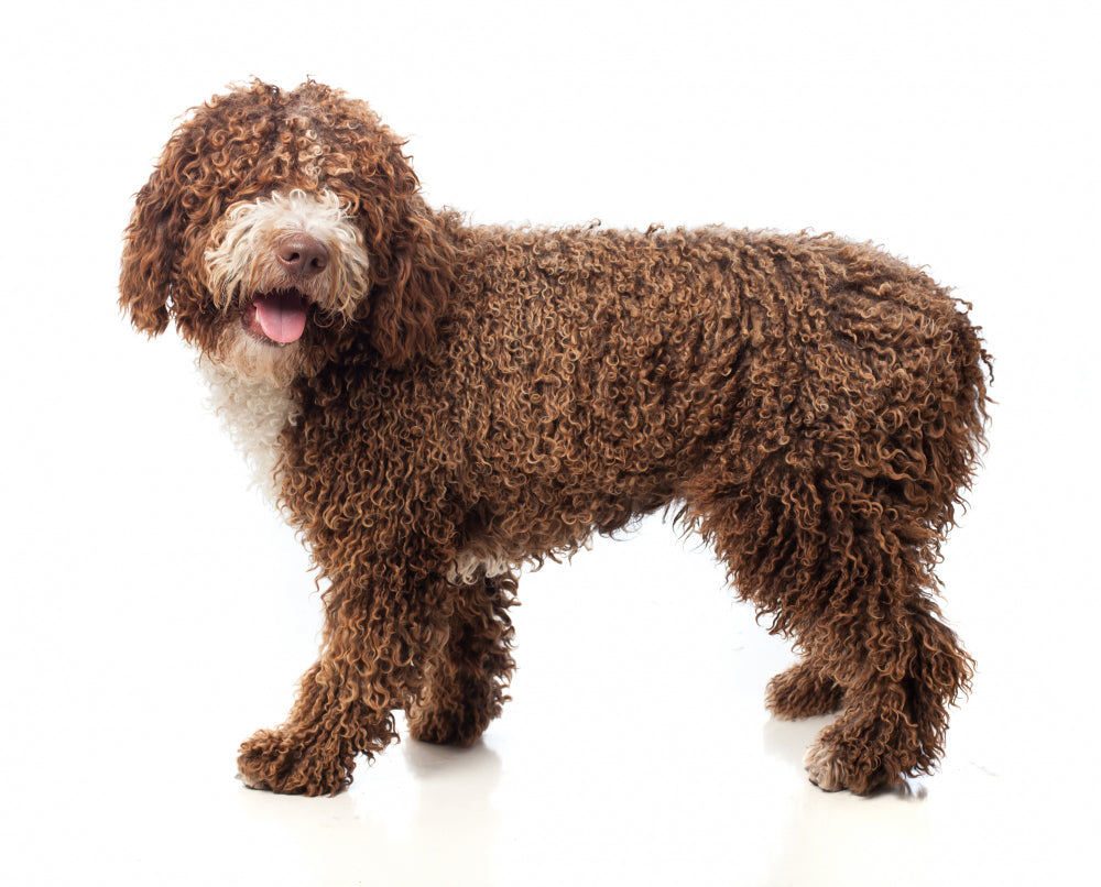 goldendoodle