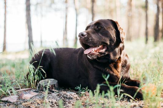 juguetes para Rottweiler