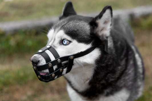 perros agresivos