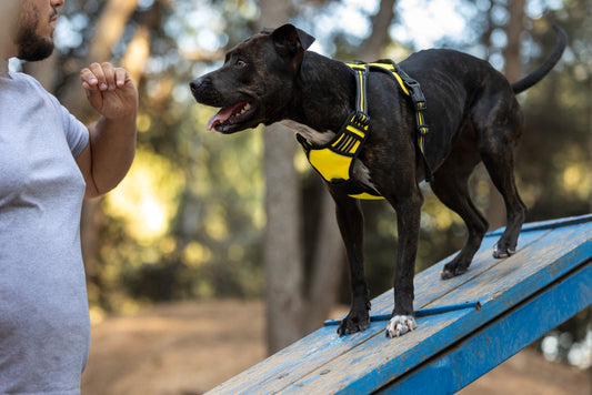 adiestramiento de perros