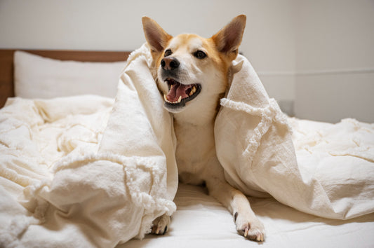 juguetes antiestres para perros