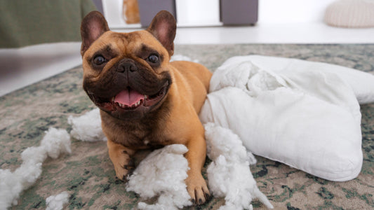 actividades para perros