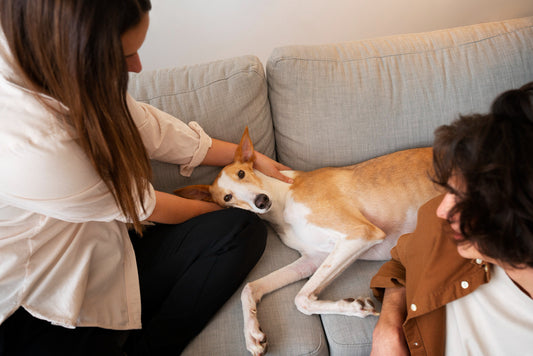 psicologo para perros