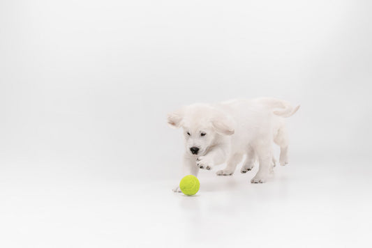 pelota saltarina para perros