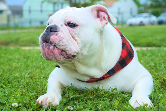 juguetes bulldog ingles