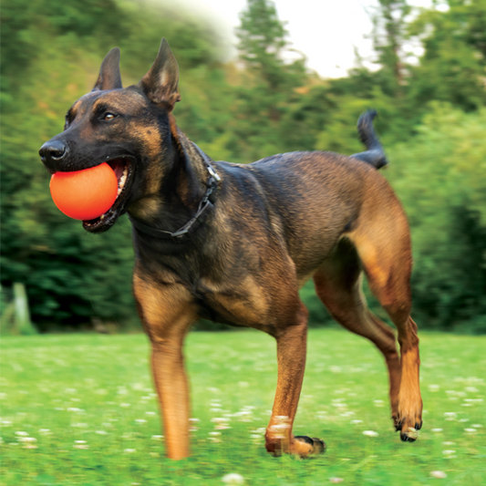pelotas para perros que no se rompan