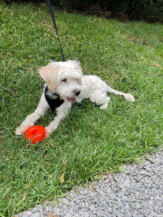 Dona RuffToys: Todo sobre este juguete indestructible para perros